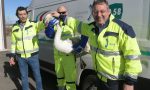 Cigno reale ferito soccorso lungo l'autostrada FOTO