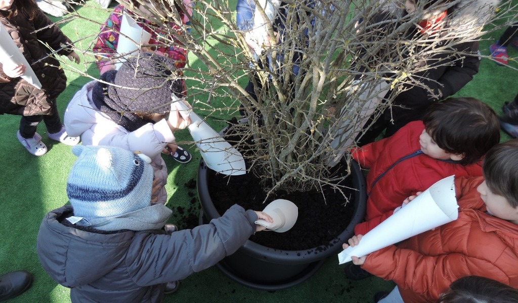 Alberi di melograno contro il cancro infantile in sei scuole del pavese