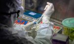 Coronavirus: al San Matteo individuato test sierologico attendibile al 95% per riconoscere gli anticorpi