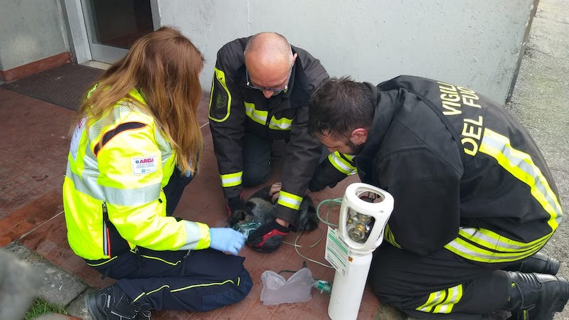 Incendio in appartamento, muoiono cinque gatti intossicati