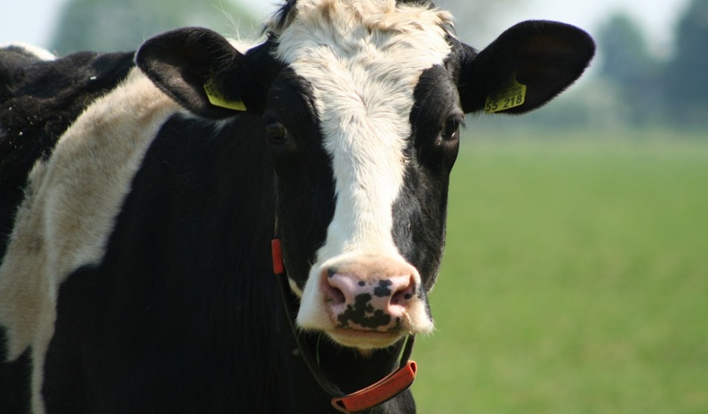 Studentessa 17enne travolta da una mucca scappata dal macello