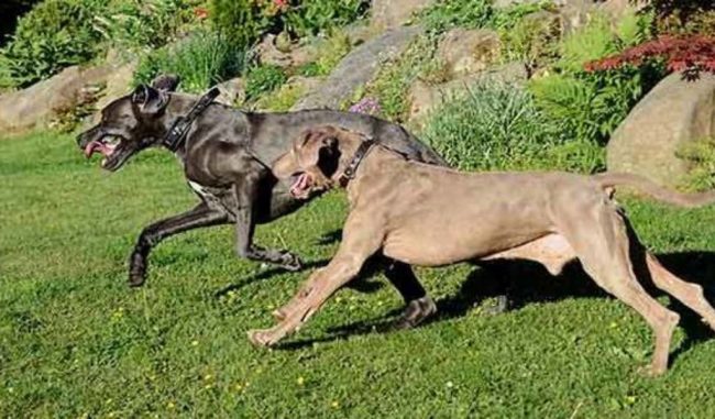 Dramma a Zeme, trovata morta in giardino: sbranata da due alani?