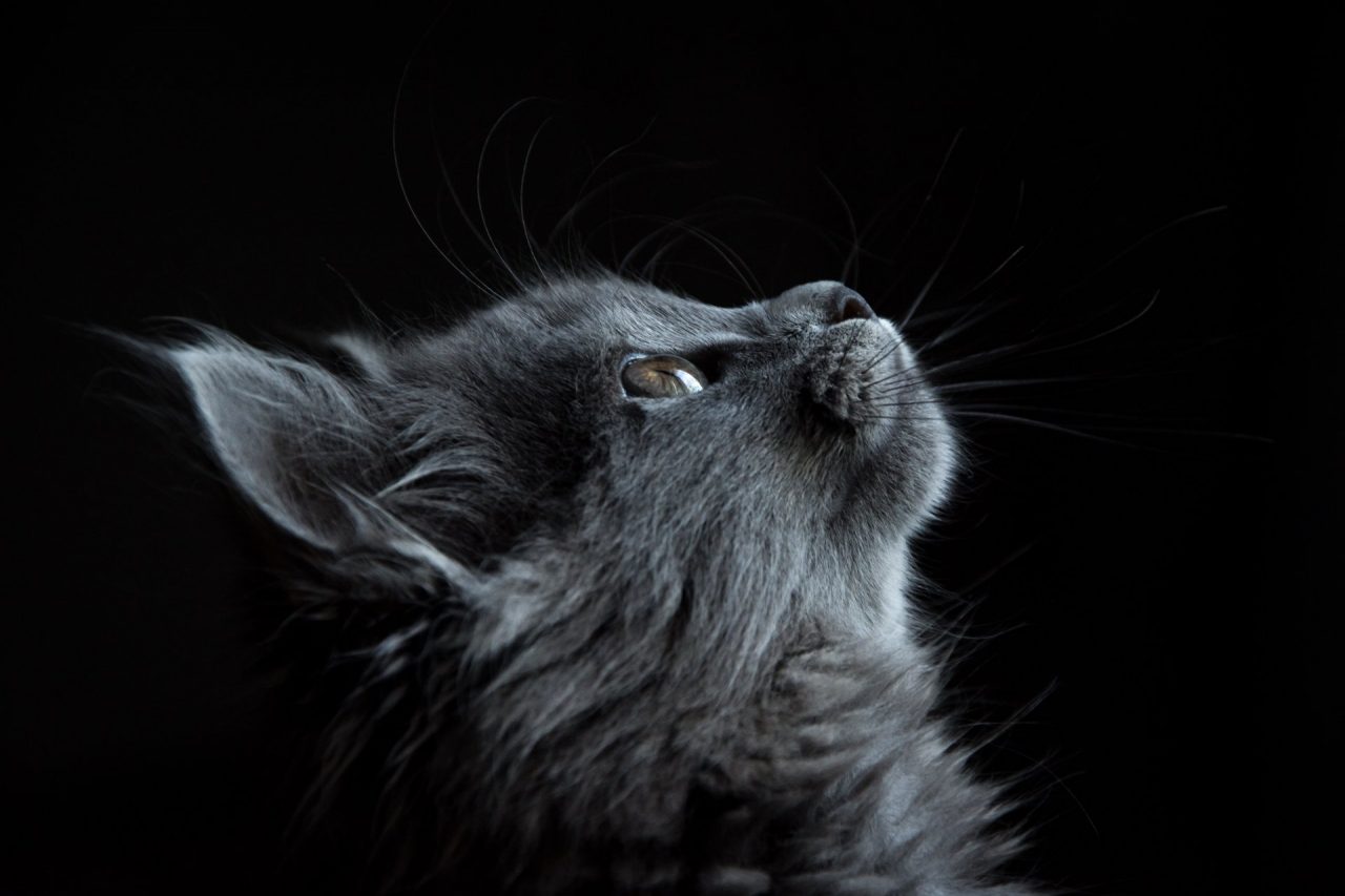 photo-of-gray-cat-looking-up-against-black-background-730896-1280x853