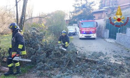 Vento forte, alberi caduti e rami pericolanti: intervengono i Vigili del Fuoco