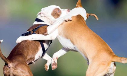 Lite tra cani, il molosso azzanna alla pancia il meticcio che muore