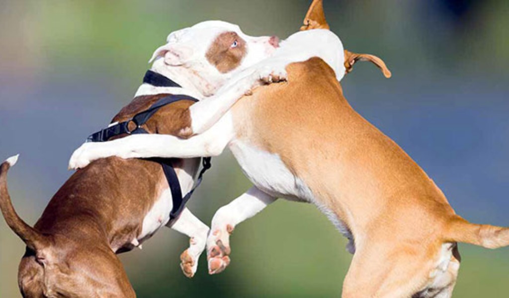 Lite tra cani, il molosso azzanna alla pancia il meticcio che muore