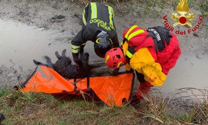 Cane ferito in difficoltà in fossato pieno di fango, salvato dai Vigili del Fuoco FOTO