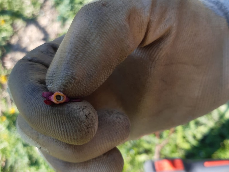 Maltempo, scure del gelo sui frutteti: in Oltrepò colpiti pere, albicocche e prugne
