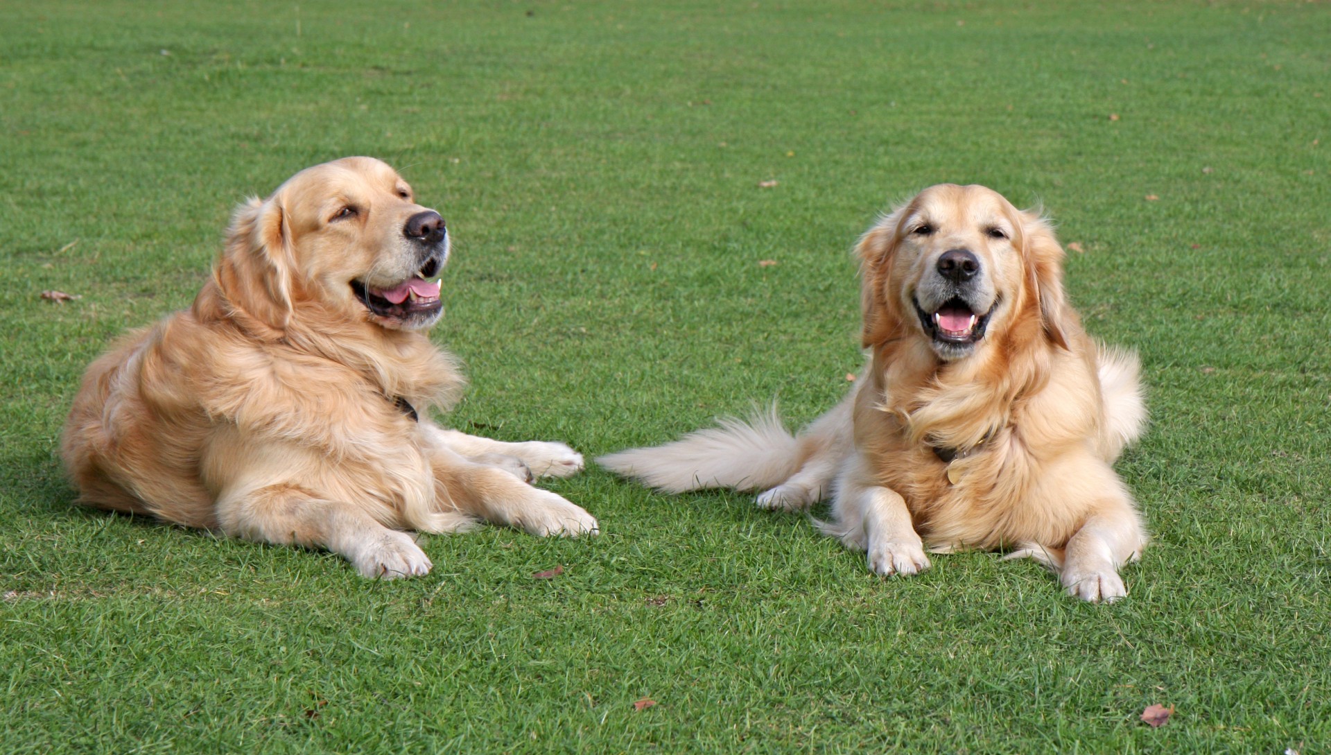 dogs-golden-retriever