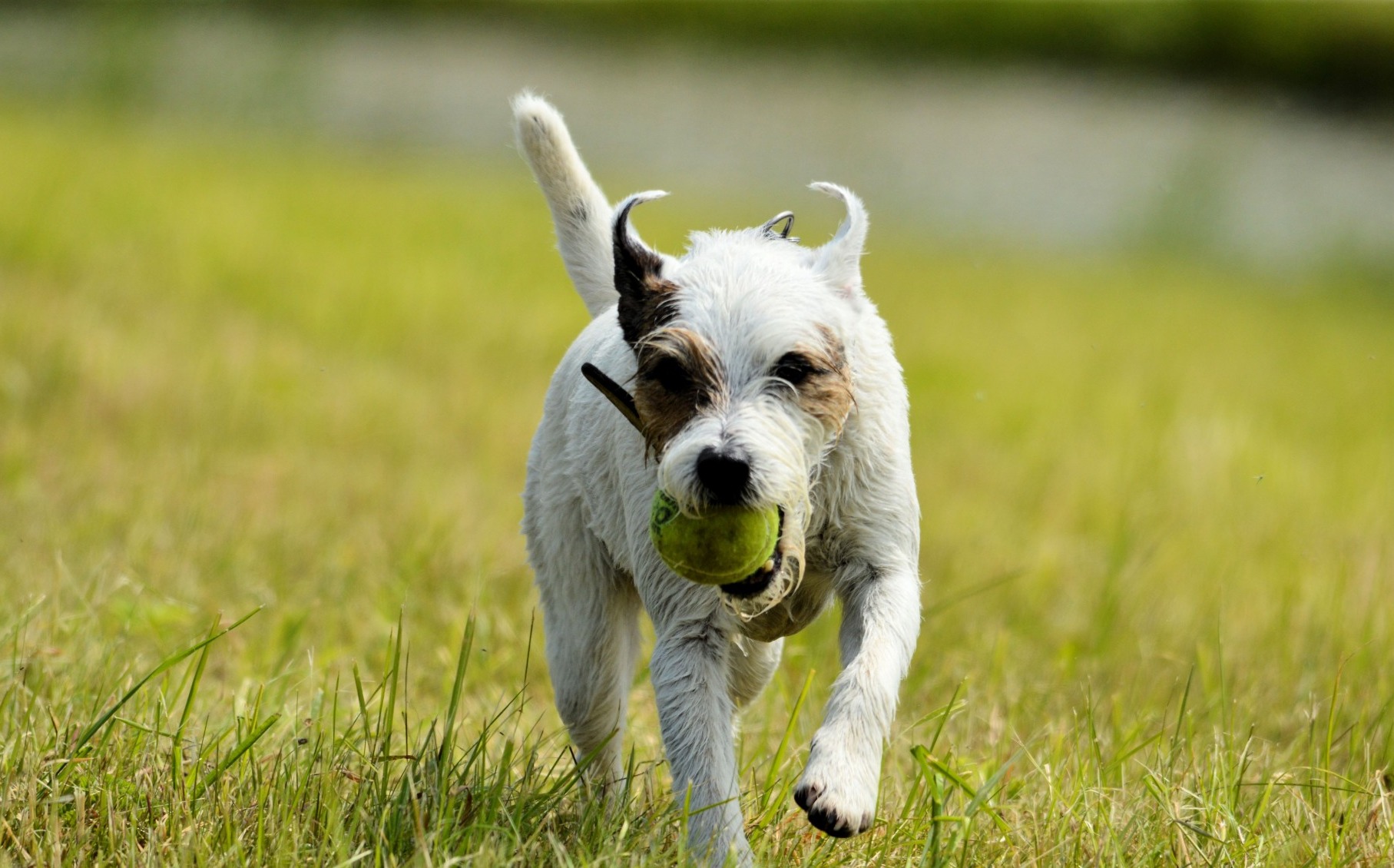 spelende-hond-met-bal (1)