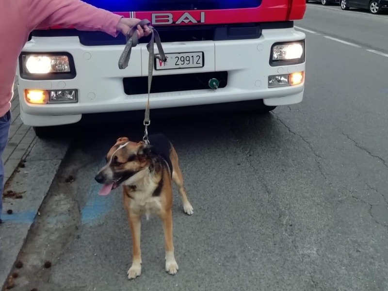 Cane scivola nella ex area Enel: a salvare Freddy ci pensano i Vigili del Fuoco