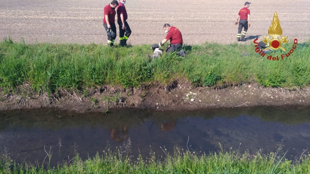 Il piccolo Zack cade in un canale, arrivano i Vigili del Fuoco e lo salvano