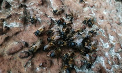 Distrutto sciame a Pavia: bruciate vive migliaia di api in sciamatura FOTO