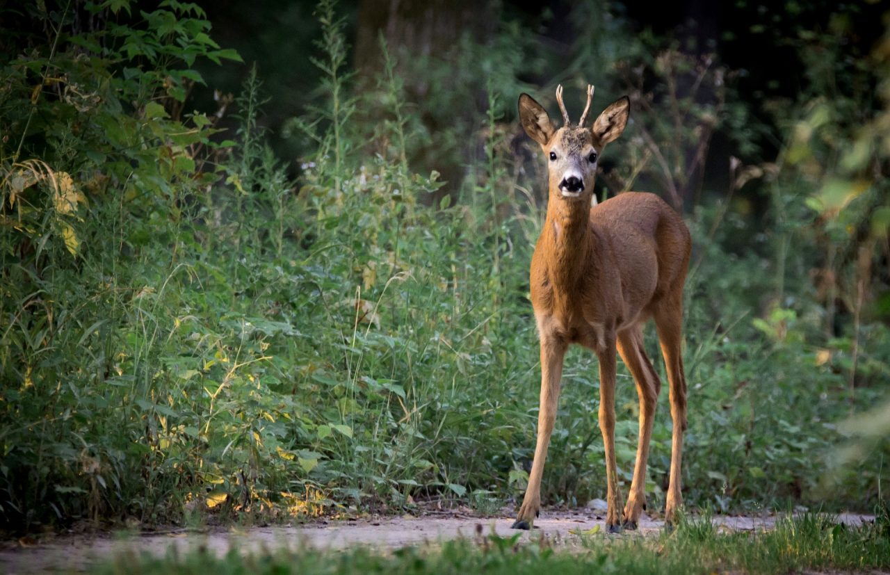 Aggredito da un capriolo nel giardino di casa: ferito a una gamba dalle corna