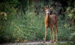 Aggredito da un capriolo nel giardino di casa: ferito a una gamba dalle corna