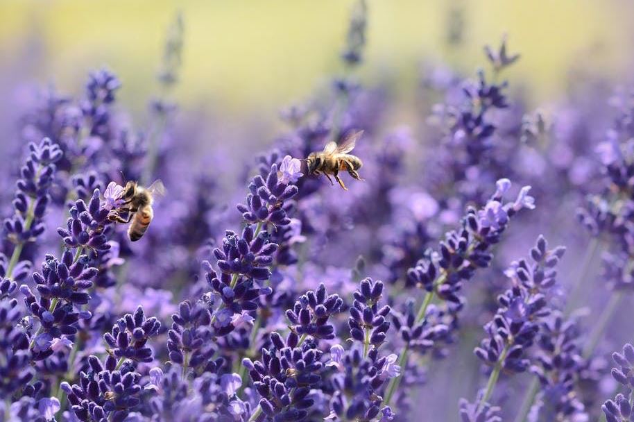 La fioritura della lavanda in Oltrepò Pavese: uno spettacolo per occhi e olfatto FOTO