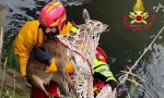 Rischia di annegare nel canale: capriolo salvato dai Vigili del Fuoco FOTO - VIDEO