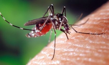 La zanzara tigre responsabile della diffusione del virus chikungunya: la ricerca dell'Università di Pavia
