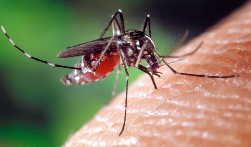 La zanzara tigre responsabile della diffusione del virus chikungunya: la ricerca dell’Università di Pavia