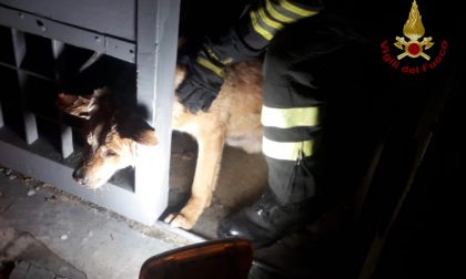 Rimane incastrato con la testa in un cancello: cane salvato dai Vigili del Fuoco