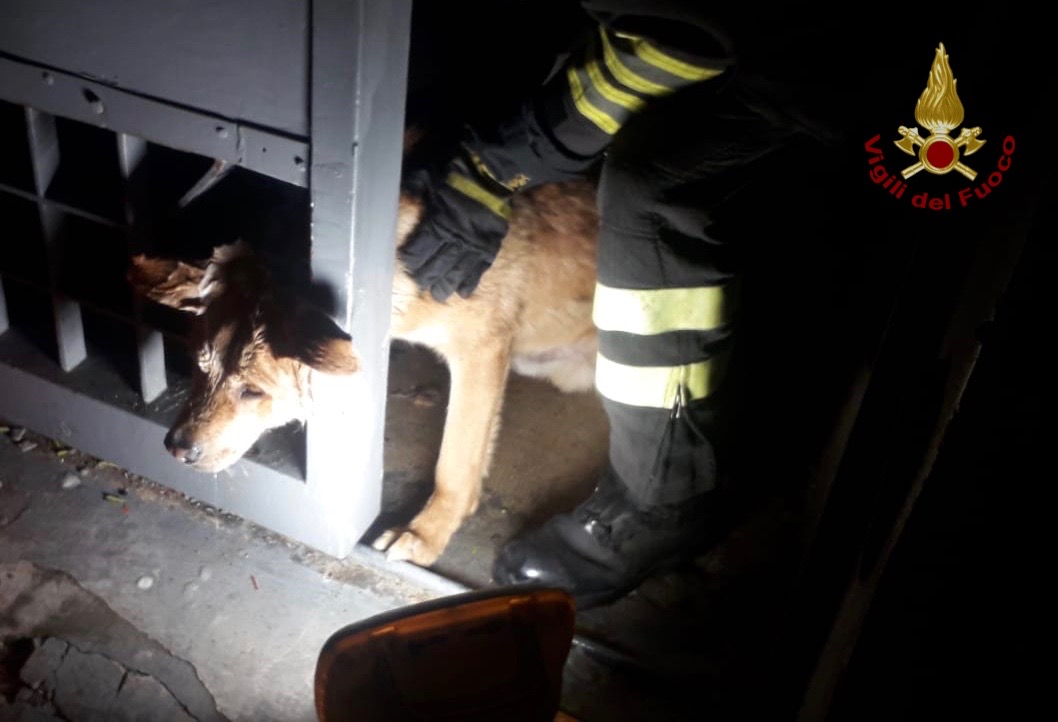 Rimane incastrato con la testa in un cancello: cane salvato dai Vigili del Fuoco