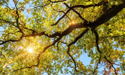 Salviamo i boschi di quercia lombardi: un progetto di ricerca dell'Università di Pavia