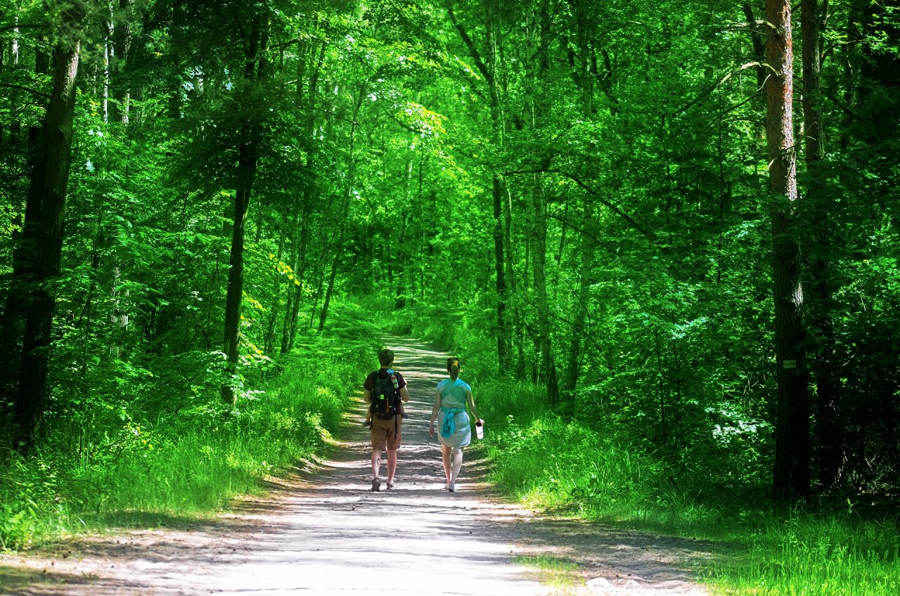 Pavia: da luglio a ottobre escursioni gratuite nelle foreste regionali con guide