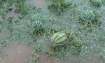 Maltempo, violenta grandinata nell'Abbiatense: frutta e verdure triturate, danni anche sul mais FOTO