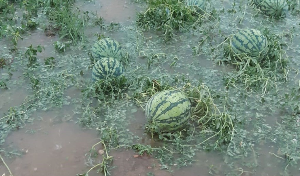 Maltempo, violenta grandinata nell’Abbiatense: frutta e verdure triturate, danni anche sul mais FOTO