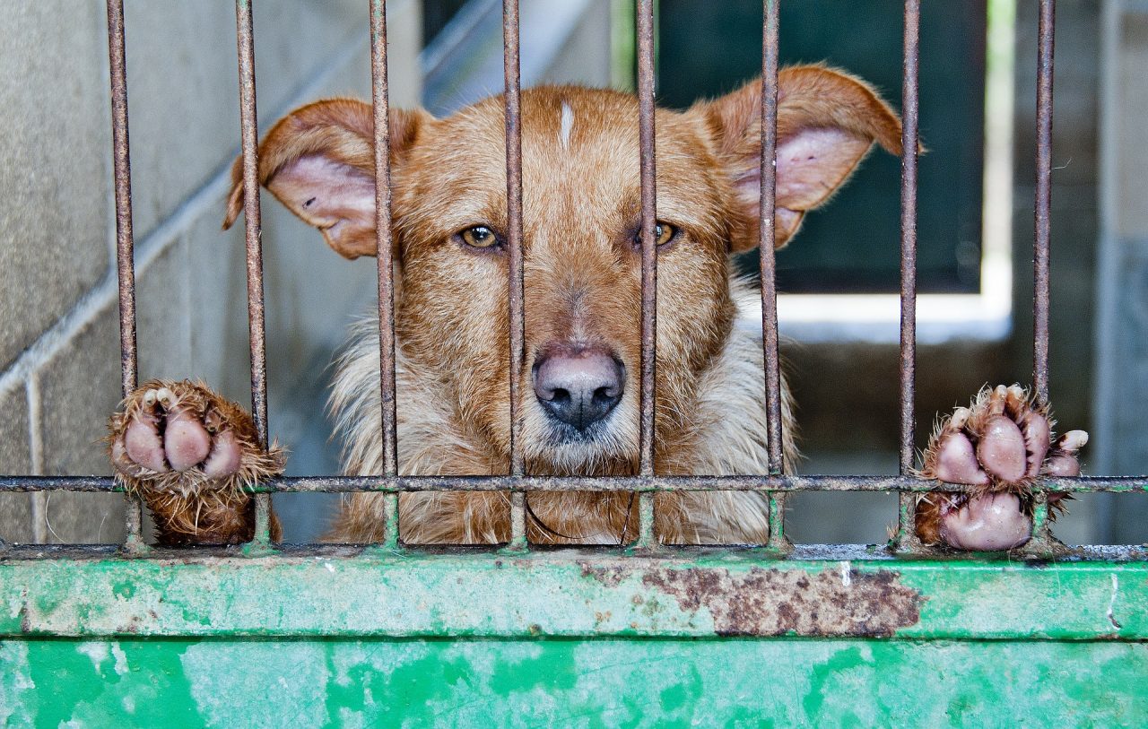 Cani abbandonati sul balcone sotto il sole, senza cibo nè acqua: liberati