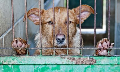 Cani abbandonati sul balcone sotto il sole, senza cibo nè acqua: liberati