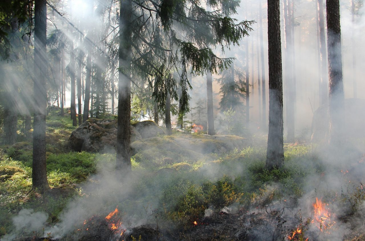 Appicca il fuoco a delle sterpaglie: denunciato 71enne