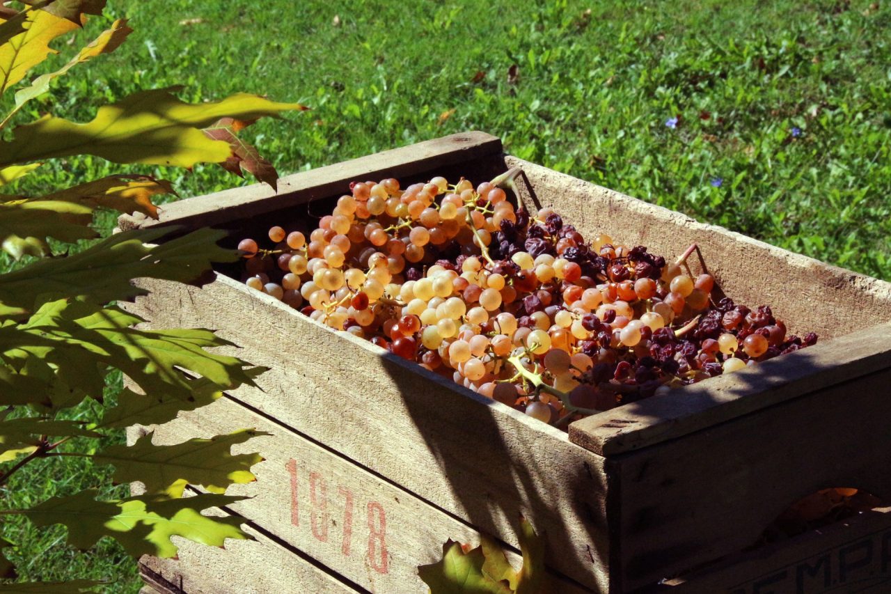 Caldo record nei campi, Coldiretti Pavia richiama le aziende agricole alla sicurezza durante la vendemmia