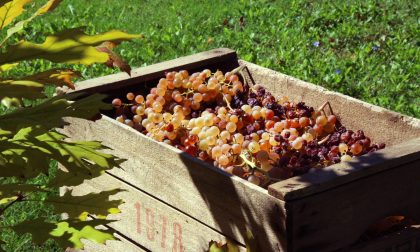 Caldo record nei campi, Coldiretti Pavia richiama le aziende agricole alla sicurezza durante la vendemmia