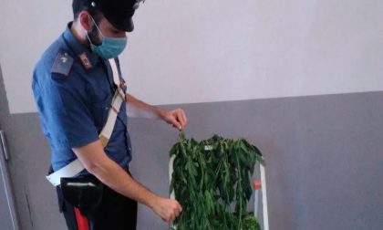 Resta chiuso fuori casa, arrivano i soccorsi e scoprono una coltivazione di marijuana in camera da letto