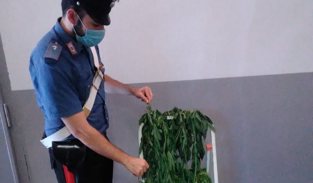 Resta chiuso fuori casa, arrivano i soccorsi e scoprono una coltivazione di marijuana in camera da letto