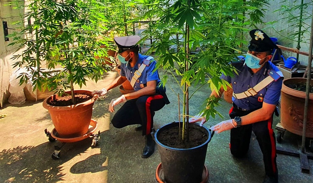 Trovata con nove piante di marijuana alte 3 metri: denunciata