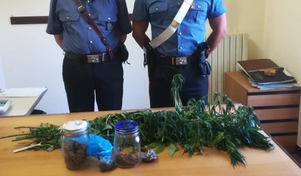 Coltiva marijuana sul balcone: 6 rigogliose piante alte circa un metro e mezzo