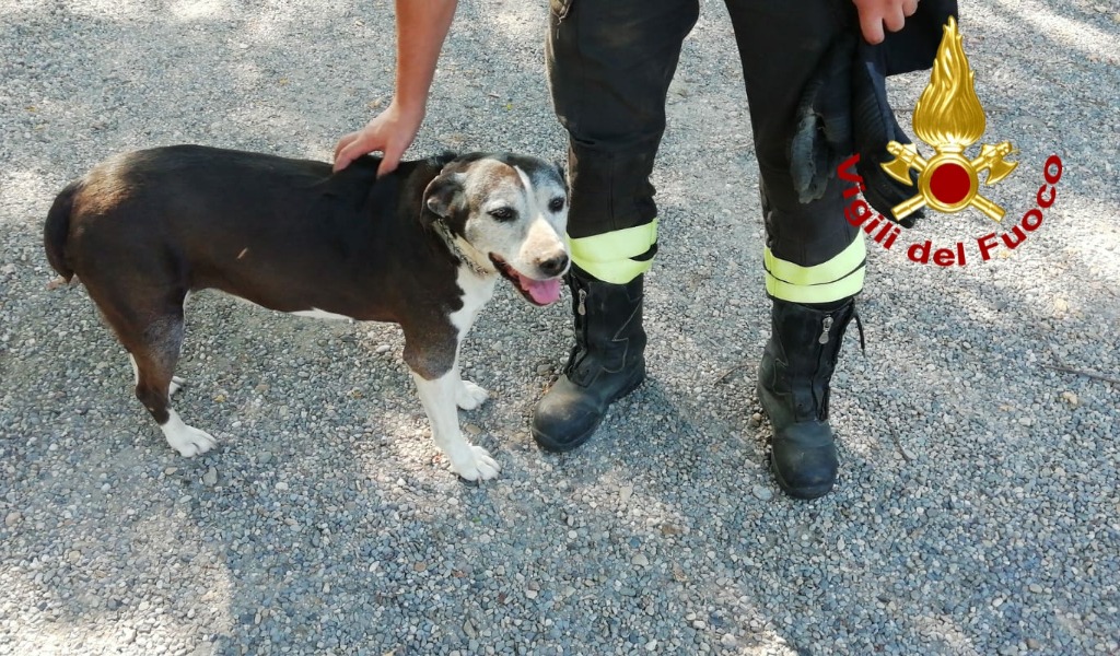 Cagnolina incastrata in una buca e salvata dai Vigili del fuoco