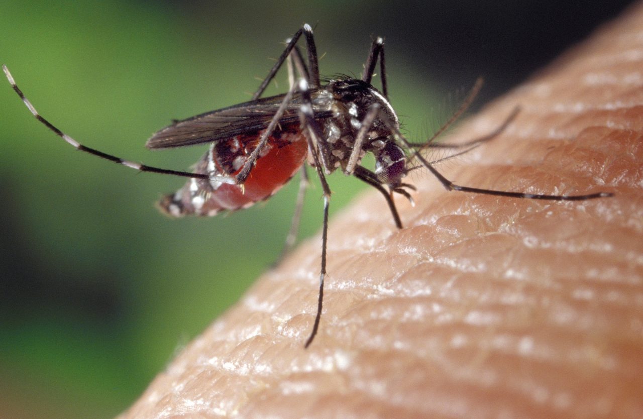 La Febbre del Nilo arriva nel Pavese: registrati i primi due casi della malattia