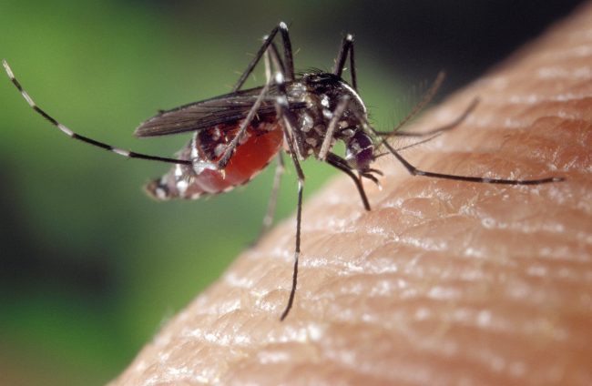 Anziano professore muore al San Matteo di Pavia per il virus West Nile: è il sesto caso in provincia