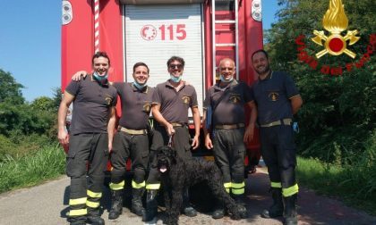 Cane in acqua salvato dai Vigili del Fuoco, angeli di umani e animali FOTO