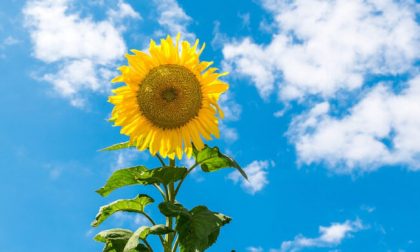 Weekend estivo: tempo soleggiato e graduale rialzo termico | Meteo Lombardia