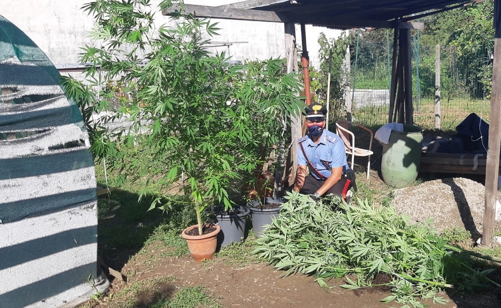 Insieme a pomodori e zucchine nell’orto coltivava anche cannabis: 22enne nei guai