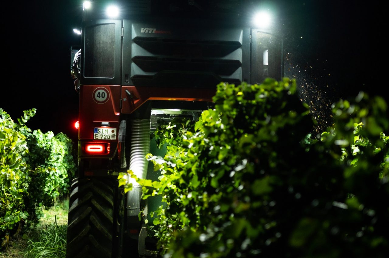 Per la prima volta sperimentata in Oltrepò la vendemmia in notturna