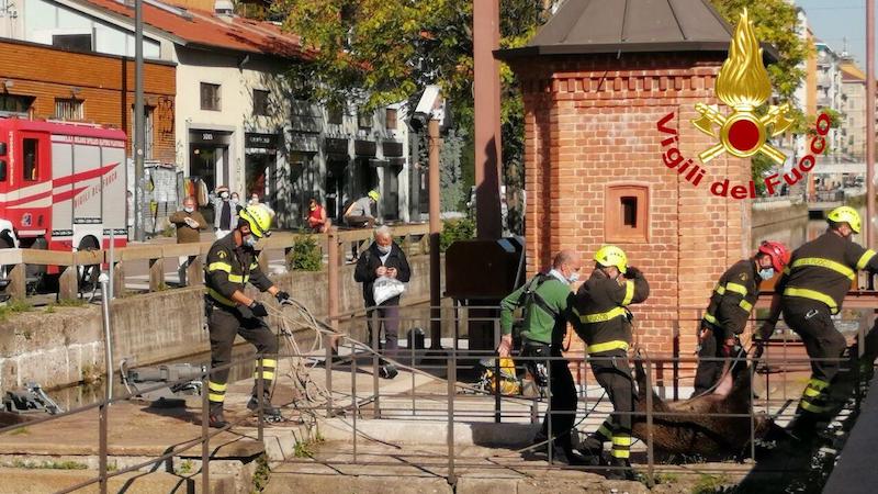 Cinghiali cadono nel Naviglio e nuotano fino in Darsena a Milano: il VIDEO del recupero