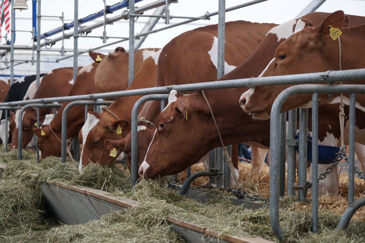Latte, nuovo prezzo alla stalla: raggiunto accordo in Lombardia