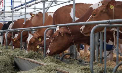 Latte, nuovo prezzo alla stalla: raggiunto accordo in Lombardia