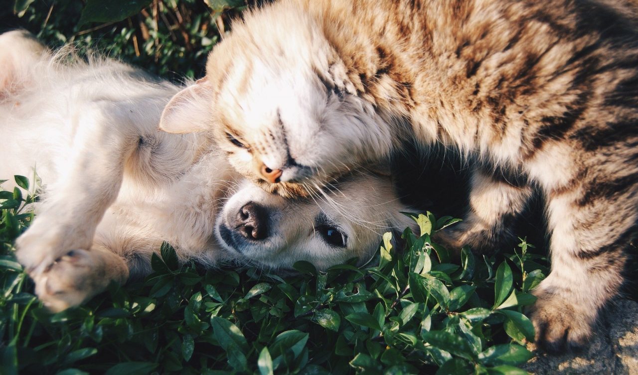 Una “Domenica Bestiale”: la grande festa degli animali e di chi li ama