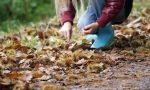 Si può essere arrestati raccogliendo castagne: è vero, ma non esageriamo...